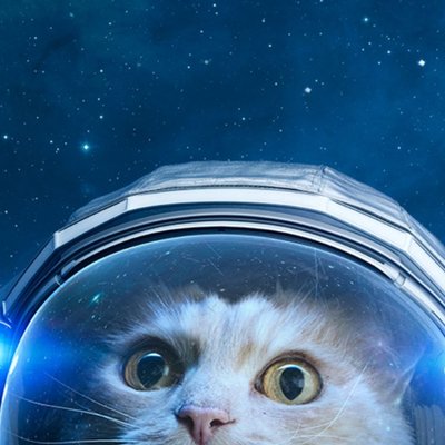 Photo de profil sur Twitter de Swiss Crypto Cat